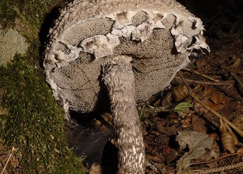 Gemeiner Strubbelkopf  (Strobilomyces strobilaceus) - © Heinz Prelicz